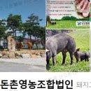 토담흑돈 티스토리