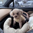 내촌애견 | 드루왈캠핑장 | 55번째 캠핑 : 강아지를 위한 개별 울타리 운동장 시설이 잘 갖춰진 반려견 전용 캠핑장