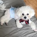 엔젤펫카페