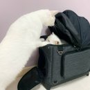 앨리스동물병원 이미지