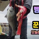 거제 벵에돔 이미지