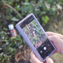 세븐일레븐 제주삼양해수욕장점 | 겨울 제주여행후기 [동백수목원] 비자림/성산일출봉 유채꽃/삼양해수욕장