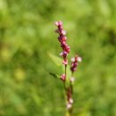 뒷골옛집 이미지