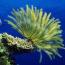 안의꽃사랑 이미지