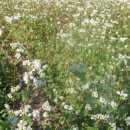 통메밀 효능, 메밀 효능, 메밀 칼로리 이미지