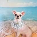 댕댕아야옹 이미지