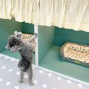 리치펫하우스 이미지