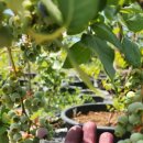 윤경농장 이미지