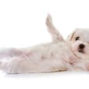 뽀시래기 이미지