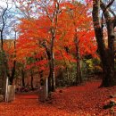 11월 정기산행 : 순천 조계산(선암사-송광사) 이미지