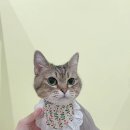 미야옹실 이미지