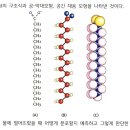 포화지방산 이미지