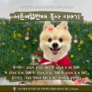 😸약학대학 유기동물봉사동아리🐶 [캣도그팜 CatDogPharm]을 소개합니다 (^-人-^) (ᐡ ᐧ ﻌ ᐧ ᐡ)🙌 이미지