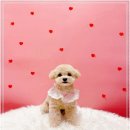 견생의하루 펫살롱 일산본점 | 식사동애견미용 후기: 견생의하루 펫살롱 일산본점에서 반려견의 특별한 하루를 경험하다