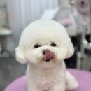 펫버닝(201호,202호) | 비상🚨이몽룡 수술하다