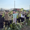 🥬배추 수확하고 왔어요🥬 이미지