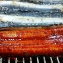 풍천장어 이미지