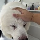 허벌라개 이미지