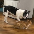 김태화동물병원 이미지