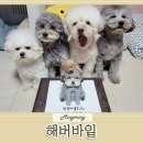 해버바잍 네이버블로그