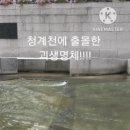싱글벙글 청계천에 등장한 최상위 포식자 ㄷㄷㄷ.gif 이미지
