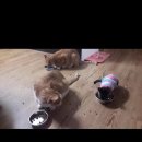 도리순이 이미지