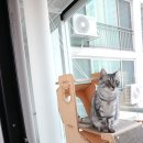 미아오스트럭쳐 | 필수 고양이 용품 고양이 캣타워 추천 6년을 써온 미아오스트럭쳐 원목캣타워 스크래쳐