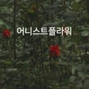 어니스트가게
