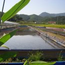 황금주전자 이미지