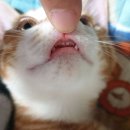 도도한고양이 이미지