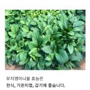 부지갱이