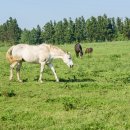 이시돌목장 이미지