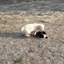 강아지와고양이 이미지