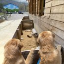 미산애견 이미지