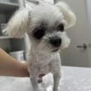 정샘 동물병원 네이버블로그