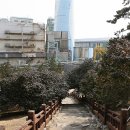 서천 마량리 동백나무 숲 이미지