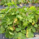 만송1통 이미지