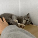 [입양홍보] 왕대구리가 매력적인 회색 코트의 아기 고양이 구름이의 가족을 찾아요! 이미지