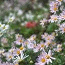 프리메오스 이미지