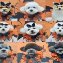 토비애견미용 이미지