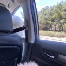 마이달링독 이미지