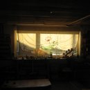 나무향기 차향기 이미지