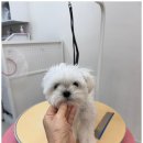 도그 살롱초코 이미지