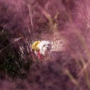 핑크애견 이미지