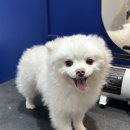 몽호텔 | 해운대애견유치원·애견호텔 함께 운영하는 몽아띠 애견미용 솔직후기