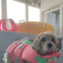 퍼피스테이 온수수영장 애견펜션 이미지