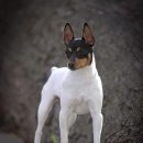 렛 테리어(Rat Terrier) 이미지