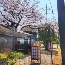 대저중앙로 | 대저 김해공항 고귀관 야외벚꽃식당 점심특선 솔직후기 대저생태공원근처