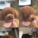 왈왈애견미용샵 이미지