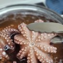돌문어맛집 장흥우리수산 자연산돌문어 문어택배 손질문어 후기